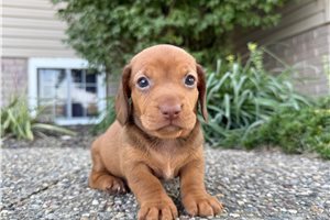 Vick - Mini Dachshund for sale