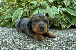 Suzy - puppy for sale