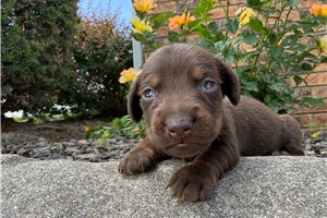 Pinto - puppy for sale