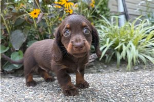Jerry - Dachshund, Mini for sale