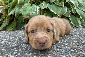 Frank - puppy for sale