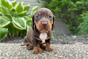 Jenny - puppy for sale