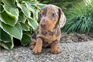 Tara - puppy for sale