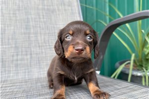 Jerry - Dachshund, Mini for sale