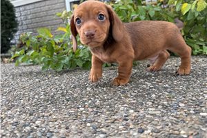 Vick - Mini Dachshund for sale