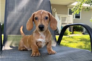 Cameron - Dachshund, Mini for sale