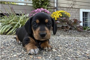 Craig - puppy for sale