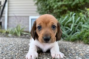 TeeJay - Mini Dachshund for sale