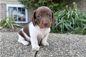 Jody - Mini Dachshund for sale