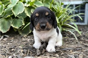 Harley - puppy for sale
