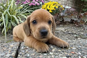 Andy - Mini Dachshund for sale