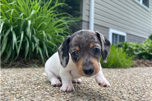 Madison - puppy for sale