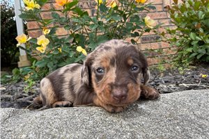 Lori - Tweenie Dachshund for sale