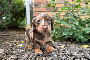 Lori - Dachshund, Tweenie for sale