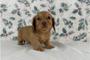 Holly - Dachshund, Tweenie for sale