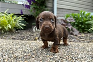 Pinto - Dachshund, Tweenie for sale