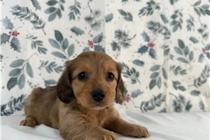 Vanessa - Dachshund, Tweenie for sale