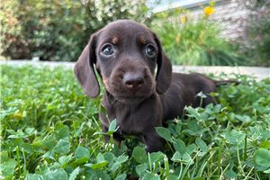 Pinto - Dachshund, Tweenie for sale
