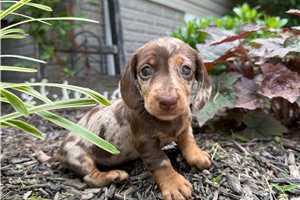 Rosa - Dachshund, Tweenie for sale