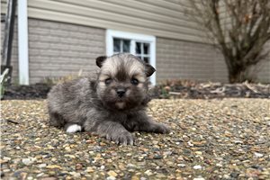 Victor - Mixed/Other for sale