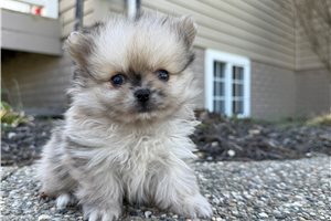 Tedd - Mixed/Other for sale