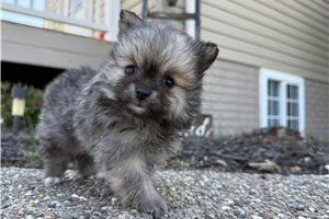 Victor - Mixed/Other for sale