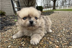 Tedd - Mixed/Other for sale