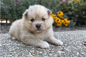 Tyson - Pomeranian for sale