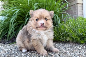 Lori - Pomeranian for sale