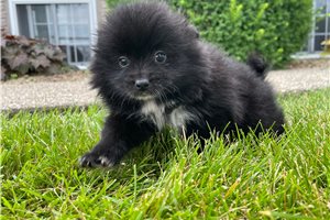 Amber - Pomeranian for sale