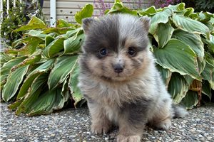 Megan - puppy for sale