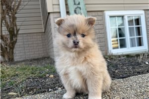 Brent - Pomeranian for sale
