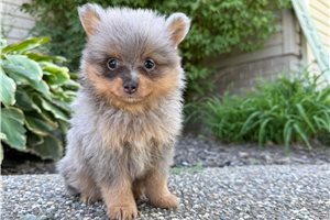 Gracie - Pomeranian for sale