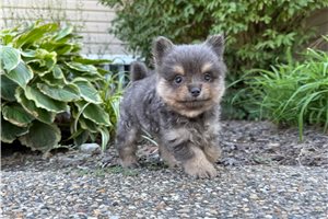 Terry - Pomeranian for sale