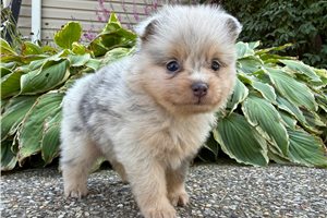 Jewel - Pomeranian for sale