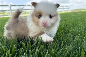 Benjy - Pomeranian for sale