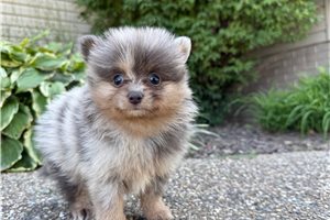 Wyatt - Pomeranian for sale