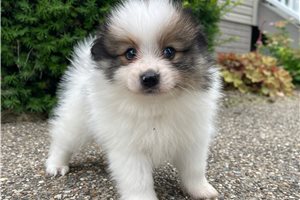 Brody - Pomeranian for sale