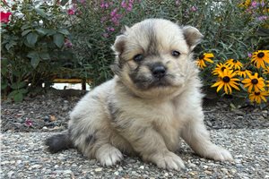 Tucker - puppy for sale