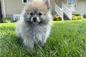 Joey | Puppies For Sale at Pawrade