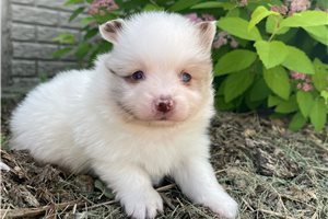 Diego - Pomeranian for sale