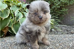 Austin - puppy for sale
