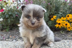 Wyatt - puppy for sale