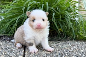 Benjy - puppy for sale
