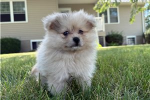Tyson - Pomeranian for sale