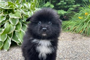 London - Pomeranian for sale