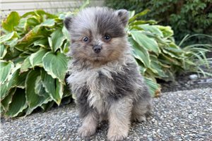 Austin - Pomeranian for sale