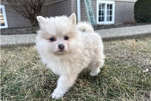 Matt - Pomeranian for sale