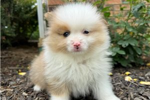 Benjy - Pomeranian for sale