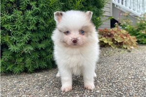 Diego - Pomeranian for sale